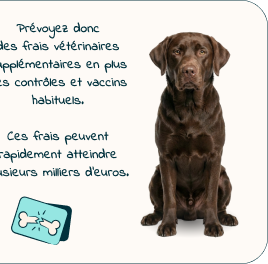 Mobile - puppy page - Inforgrafic puppy - Frame 6