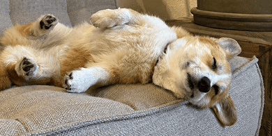Figo Hond mobiel zorgelooscampagne 1