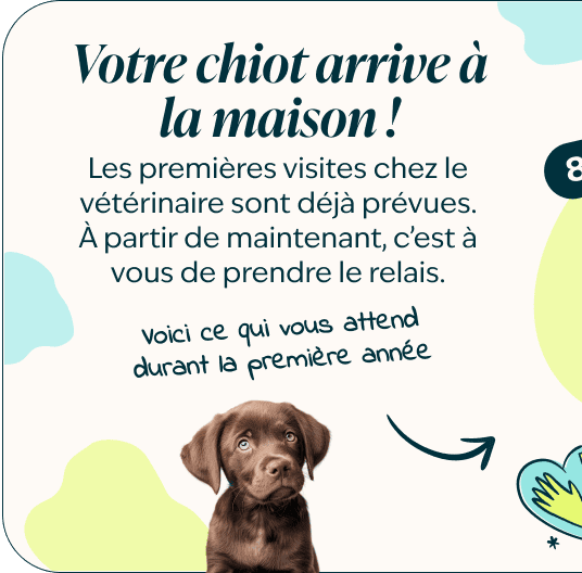 Mobile - kitten page - Inforgrafic kitten - Frame 1