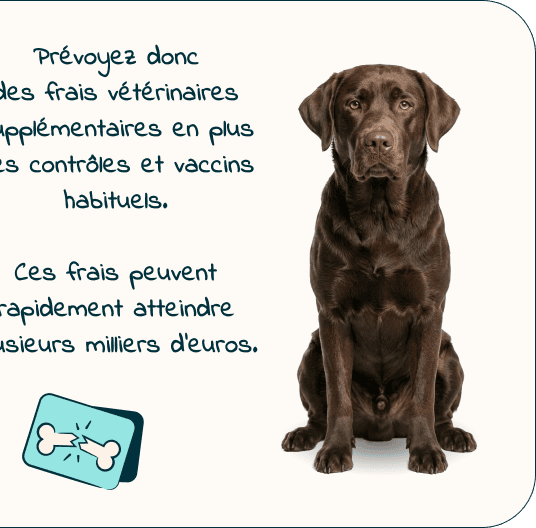 Mobile - kitten page - Inforgrafic kitten - Frame 6