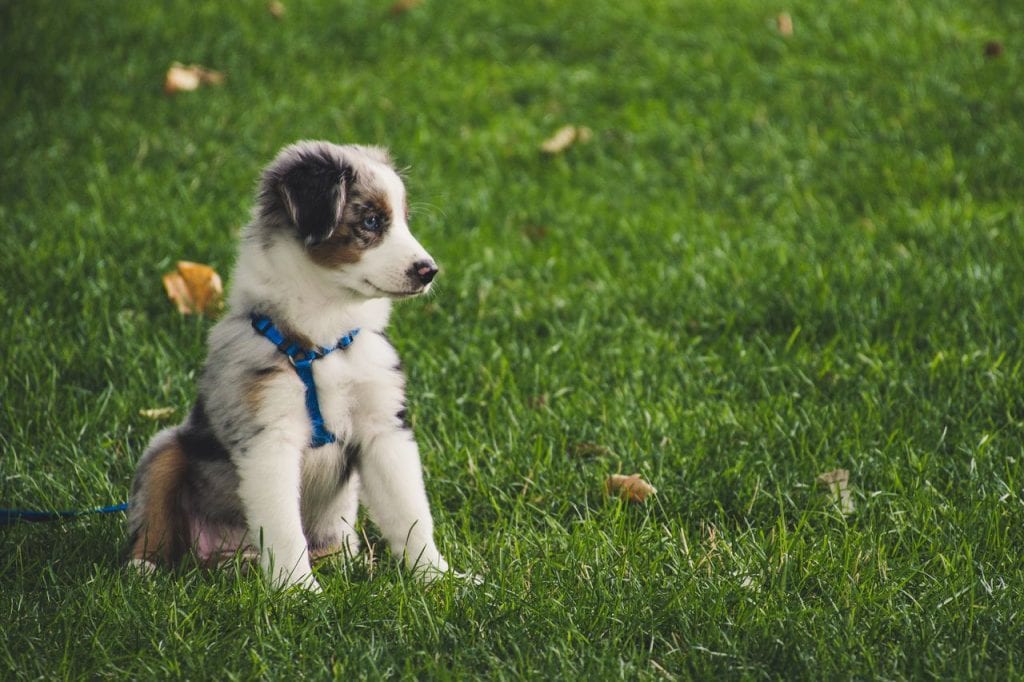 Puppy zittend in het gras om zindelijk te maken