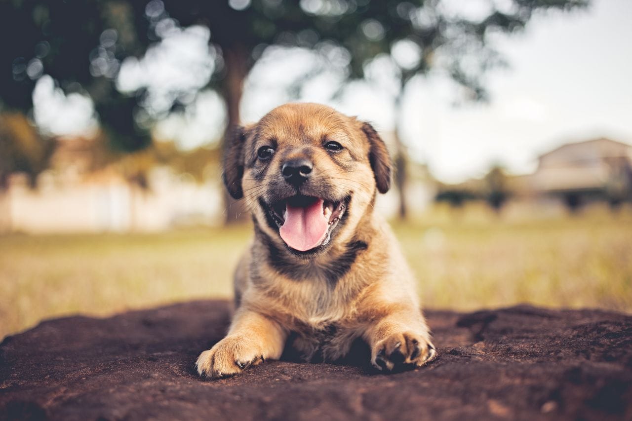Puppy liggend in de modder in het gras