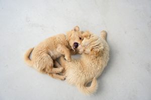 twee golden retriever puppies die spelen