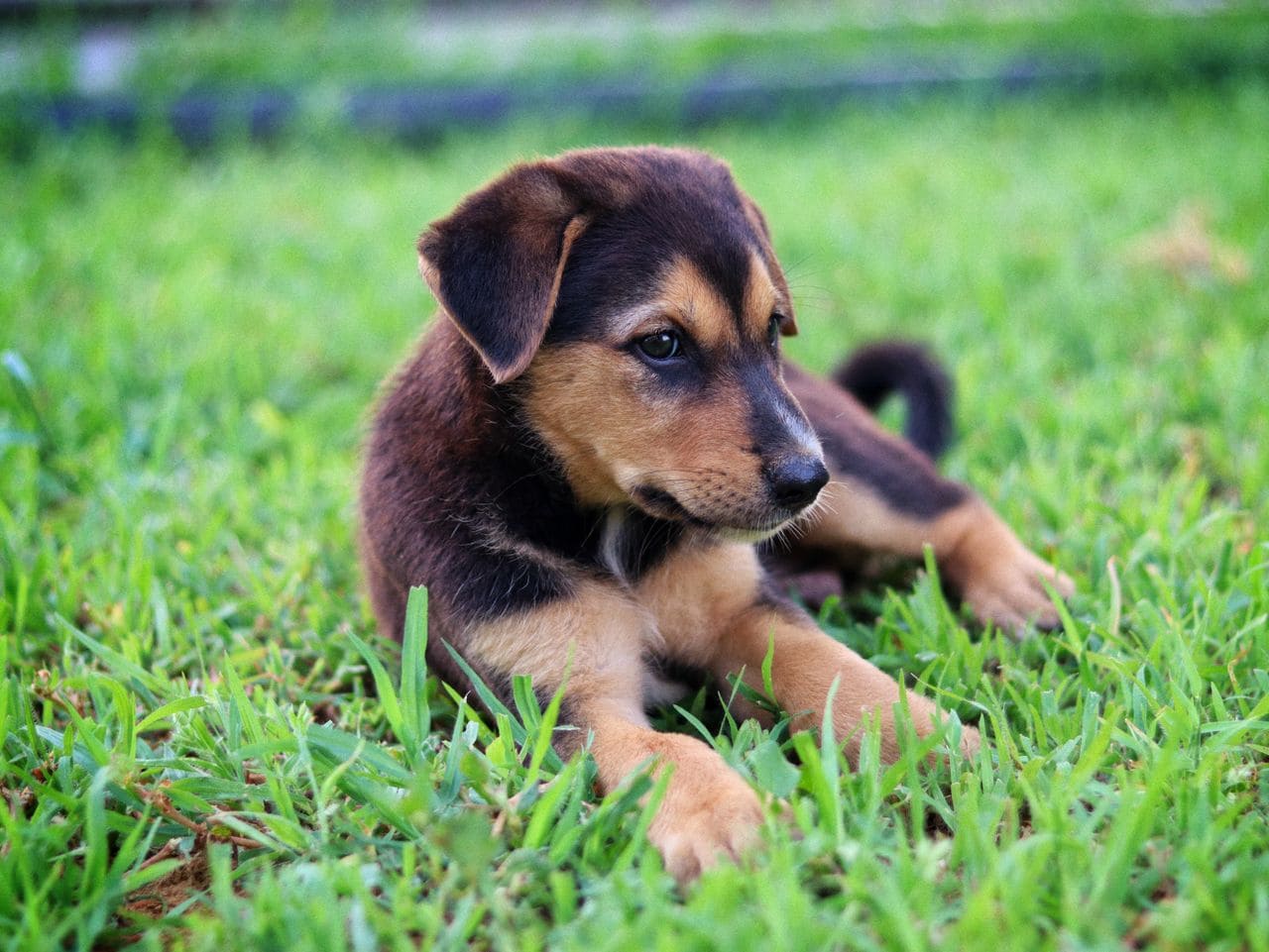 Puppy in het gras uit asiel