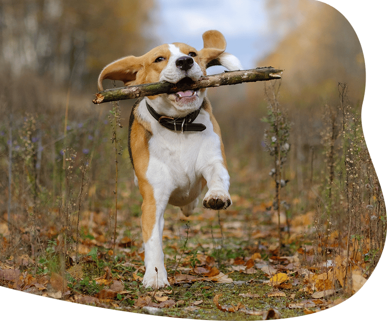 Dierendagcampagne hond header desktop
