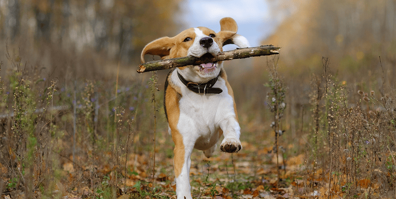 Dierendagcampagne hond header mobiel