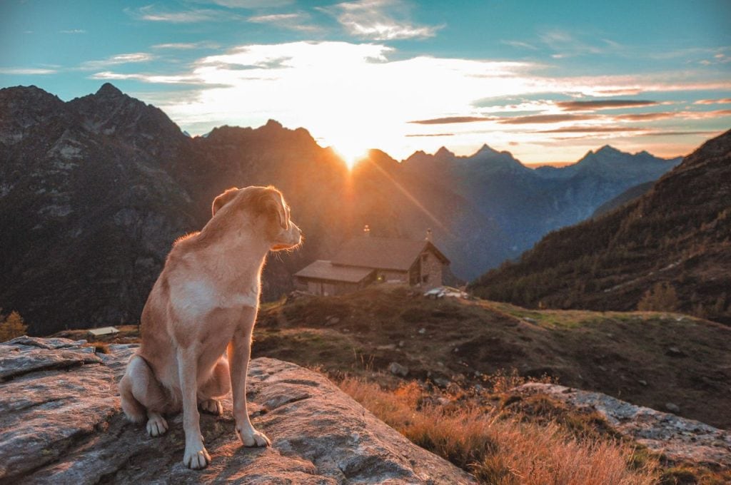 hond in de bergen kijkend naar zon