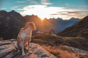 hond in de bergen kijkend naar zon