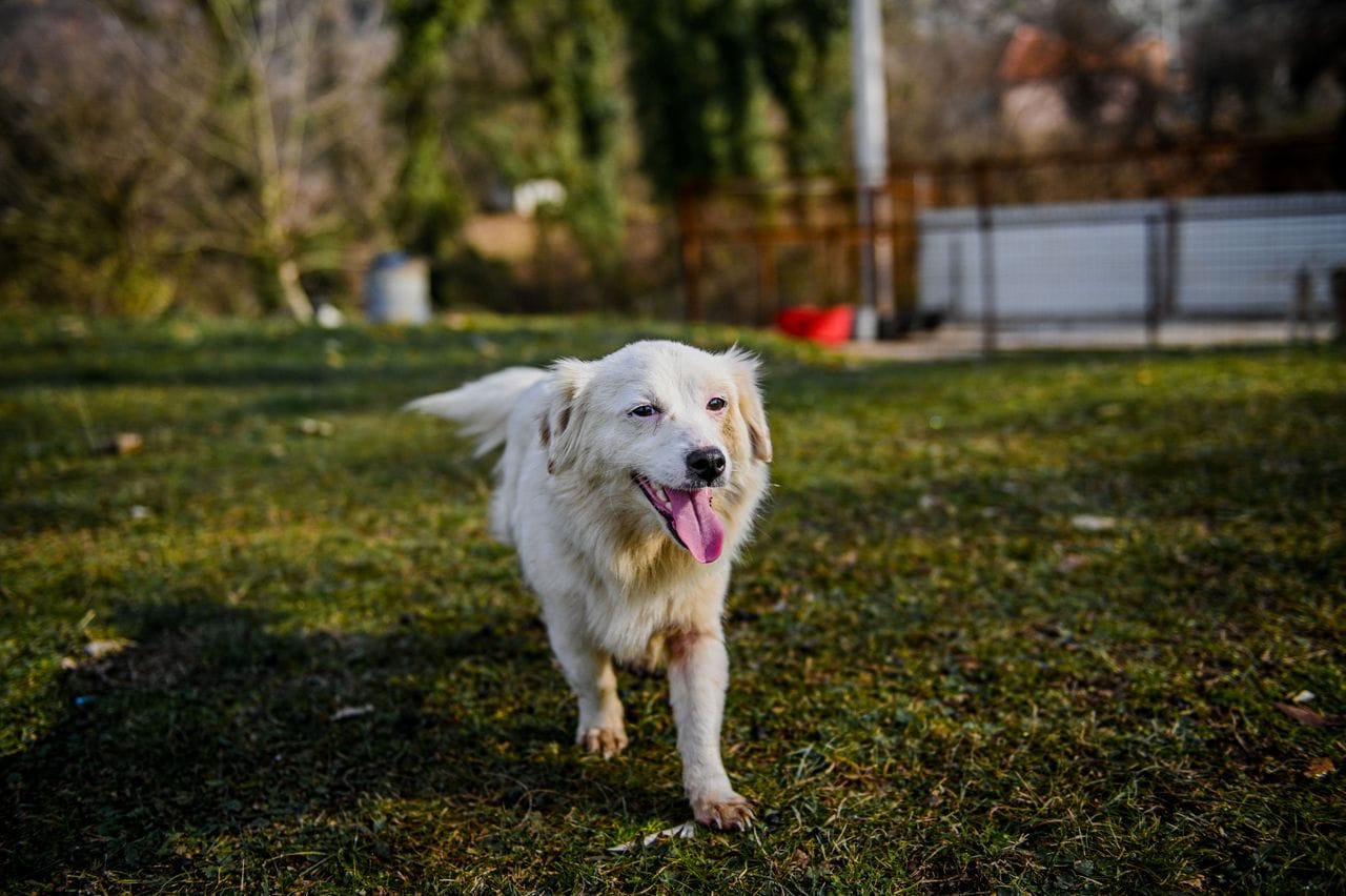 Witte hond rennend in gras bij hondenopvang