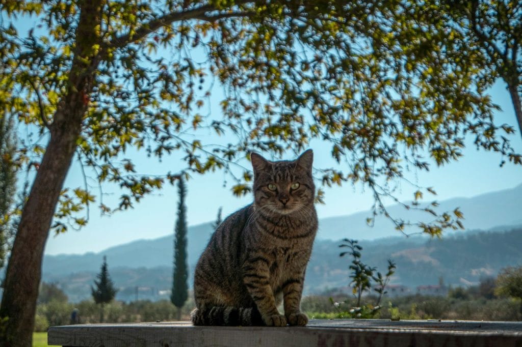 Je kat mee naar het buitenland: dit moet je weten