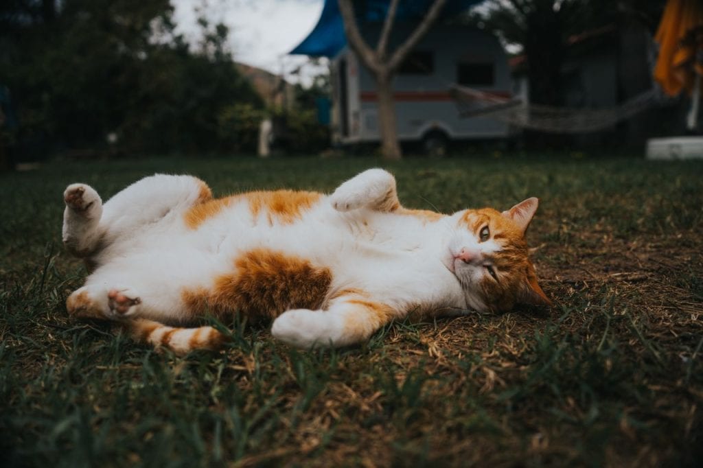 Je kat mee naar de camping: alles wat je moet weten