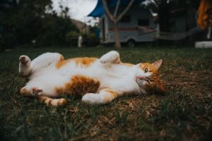 Kat liggend in het gras op camping