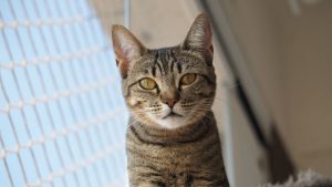 Kat die in camera kijkt bij opvang