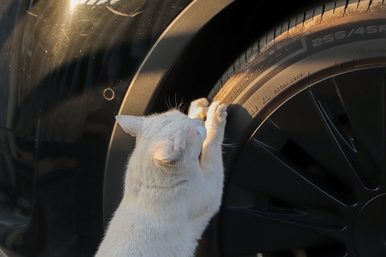 Witte kat die aan autoband krabt