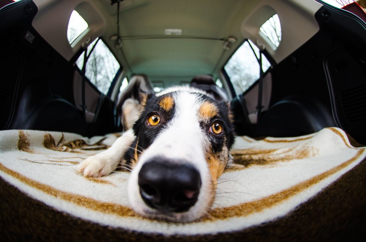 Hond in de auto