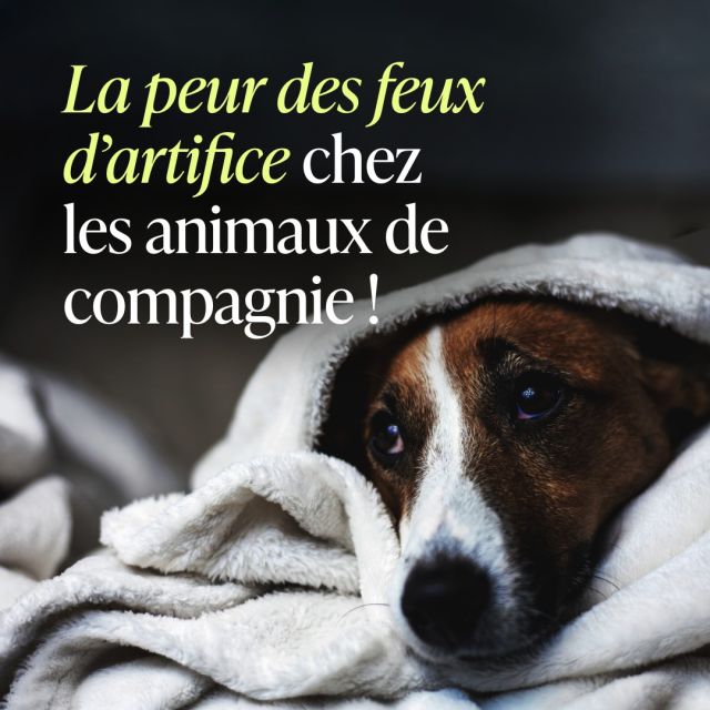 Pour certains, les feux d'artifice sont une fête, mais n'oublions pas que cela peut être source de stress pour de nombreux animaux 😿

Heureusement, vous pouvez aider votre animal de compagnie à surmonter cela. Nos spécialistes des animaux de compagnie vous en disent plus à ce sujet.
*
*
*
#feudartifice #newyear #happynewyear #doglife #dogofinstagram #Chien #Chat #Lapin #Perroquet #figopet #ouifigopet #assuranceanimaux #AssuranceAnimauxDomestiques