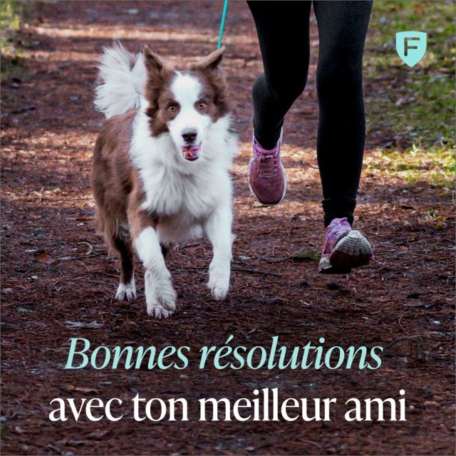 As-tu l'intention de faire plus d'exercice en 2024 ? Fais-le alors avec ton meilleur ami ! 🐶 De cette manière, non seulement tu en bénéficieras, mais aussi ton compagnon, et cela offre immédiatement du temps de qualité ensemble 💚
*
*
*
#bonnesrésolutions #enformeàdeux #bougerensemble #chien #dog #DogWorld #doglife #figopet #ouifigopet #assuranceanimaux #AssuranceAnimauxDomestiques